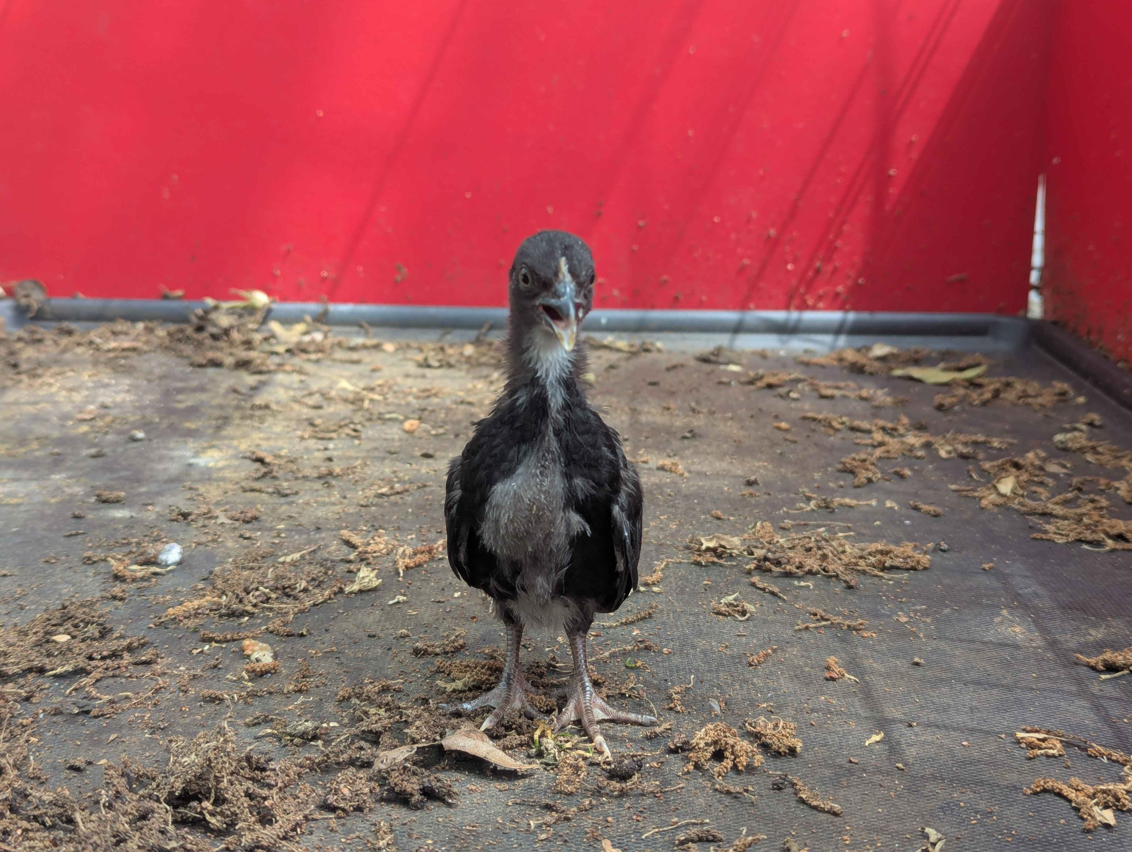 judgmental chicken Blank Meme Template