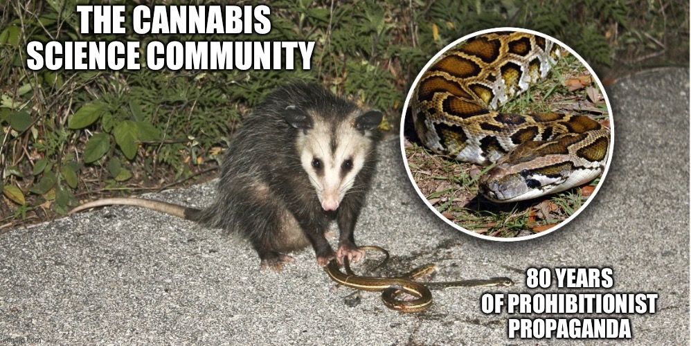 The cannabis science community; 80 Years of Prohibitionist Propaganda | made w/ Imgflip meme maker