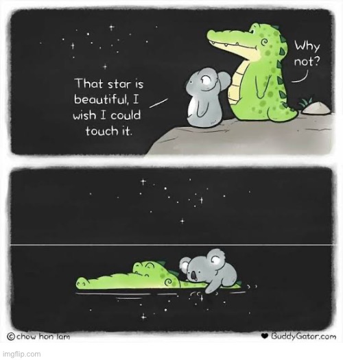 Buddy Gator | image tagged in comics,buddy gator,koala,star,touch,reflection | made w/ Imgflip meme maker
