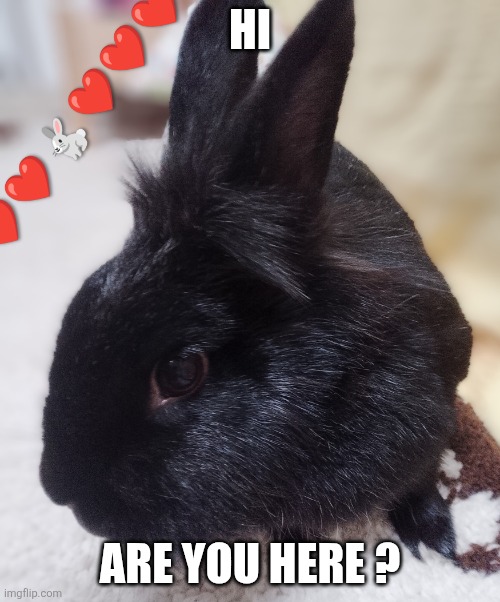 Süßes Kaninchen | Hi; Are you here ? | image tagged in s es kaninchen | made w/ Imgflip meme maker