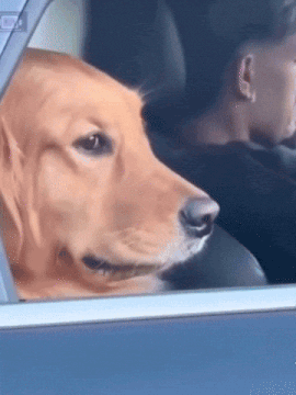 Dog roll up window Blank Meme Template