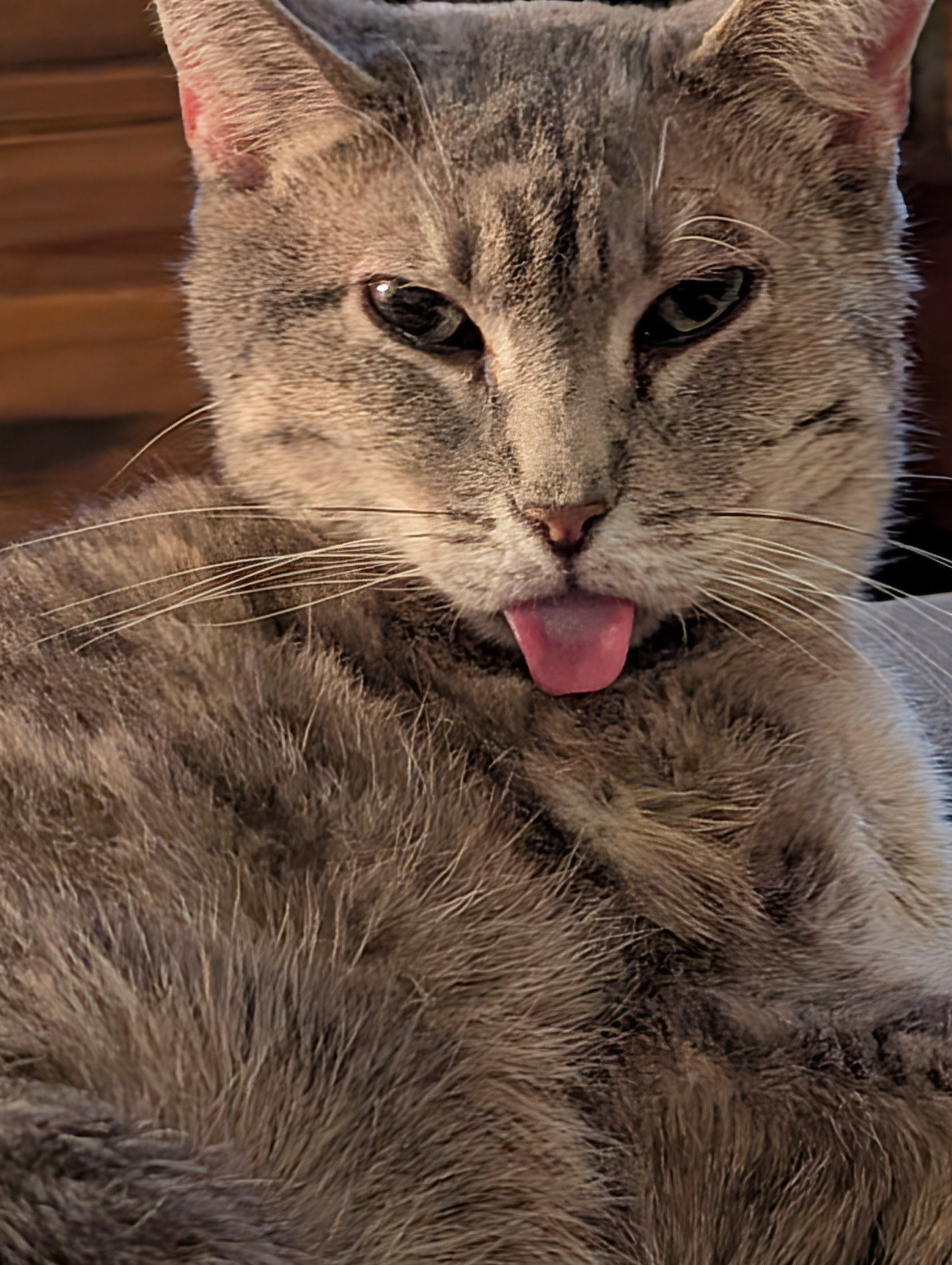 Meow life Blank Meme Template