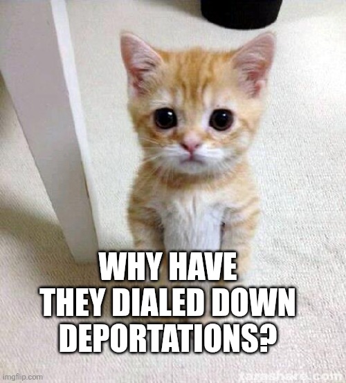 Cute Cat | Why have they dialed down deportations? | image tagged in memes,cute cat | made w/ Imgflip meme maker