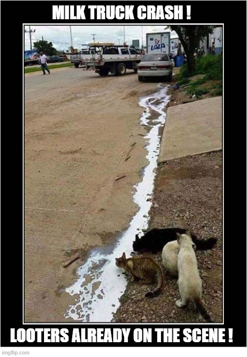 Breaking News | Milk truck crash ! Looters already on the scene ! | image tagged in cats,breaking news,milk,looters | made w/ Imgflip meme maker
