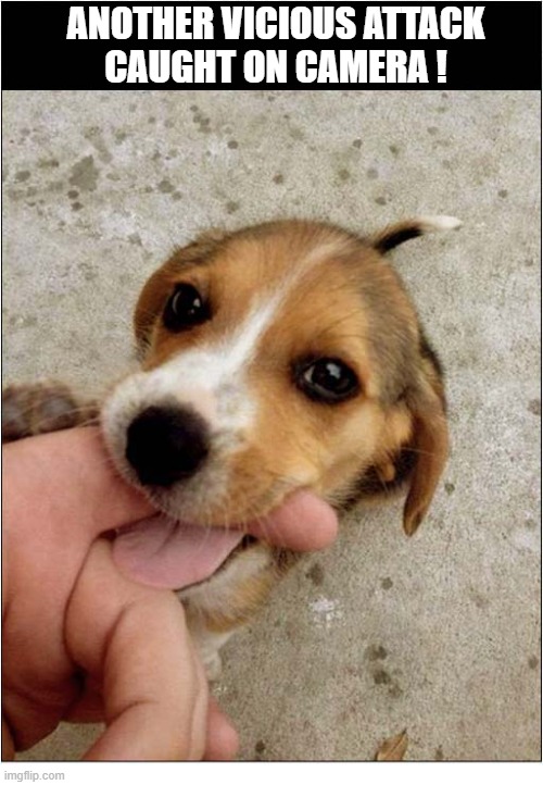 When Will The Nightmare End ? | Another Vicious Attack
Caught On Camera ! | image tagged in dogs,puppy,bite | made w/ Imgflip meme maker