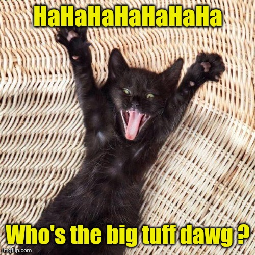 Happy cat  | HaHaHaHaHaHaHa Who's the big tuff dawg ? | image tagged in happy cat | made w/ Imgflip meme maker