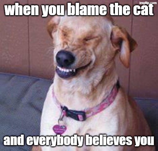 when you blame the cat and everybody believes you | image tagged in funny dog | made w/ Imgflip meme maker