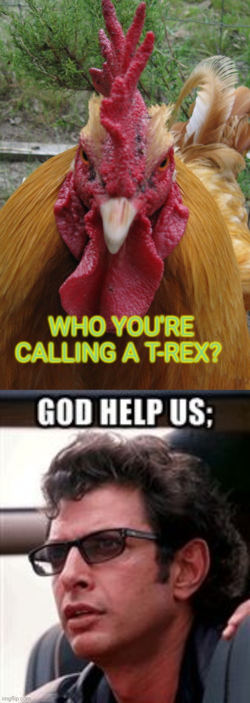 Rooster vs Jeff Goldblum | Who you're calling a T-Rex? | image tagged in rooster be mad,jurassic park ian | made w/ Imgflip meme maker