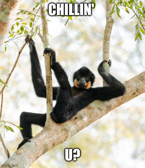 chillin' | Chillin'; U? | image tagged in chilling | made w/ Imgflip meme maker