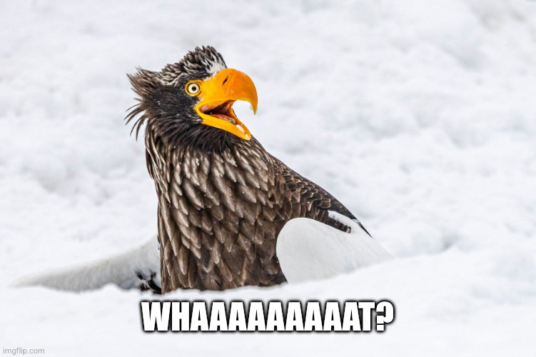 whaaaaaaaaat | Whaaaaaaaaat? | image tagged in what | made w/ Imgflip meme maker