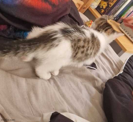 Just got a cat :D | made w/ Imgflip meme maker