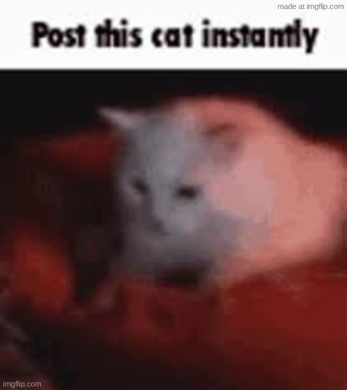 post this cat instantly | image tagged in post this cat instantly | made w/ Imgflip meme maker