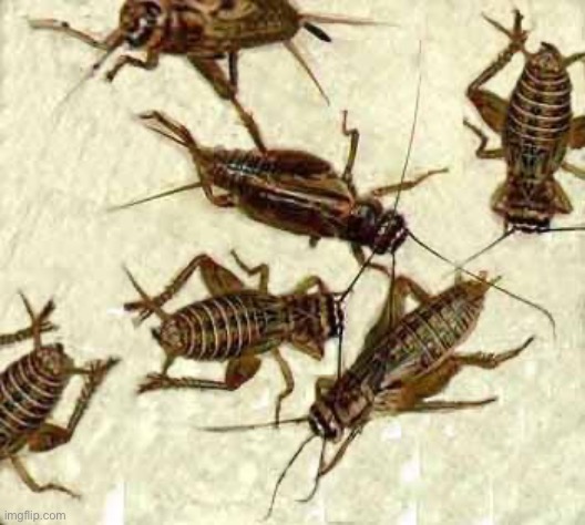 I’m sick xd | image tagged in crickets | made w/ Imgflip meme maker