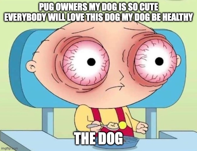 Hello | Pug owners my dog is so cute everybody will love this dog my dog be healthy; The dog | image tagged in stewie griffin eyes popping bloodshot | made w/ Imgflip meme maker