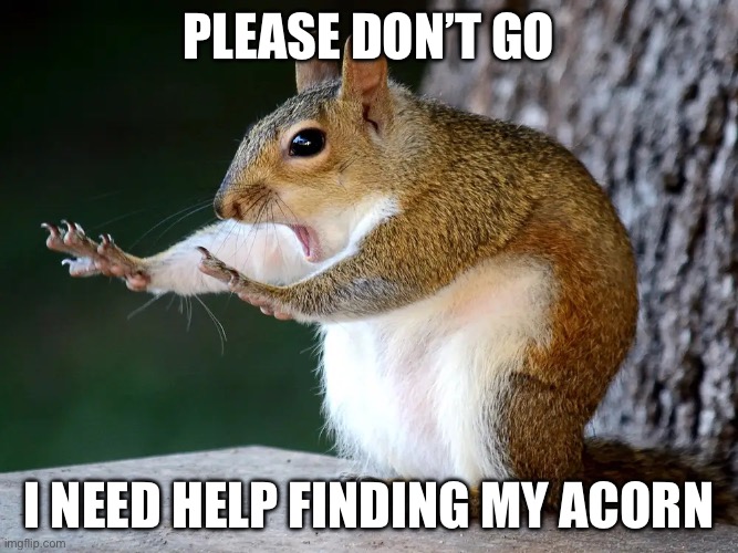 Please don’t go; I need help finding my acorn | image tagged in img_0157 webp | made w/ Imgflip meme maker