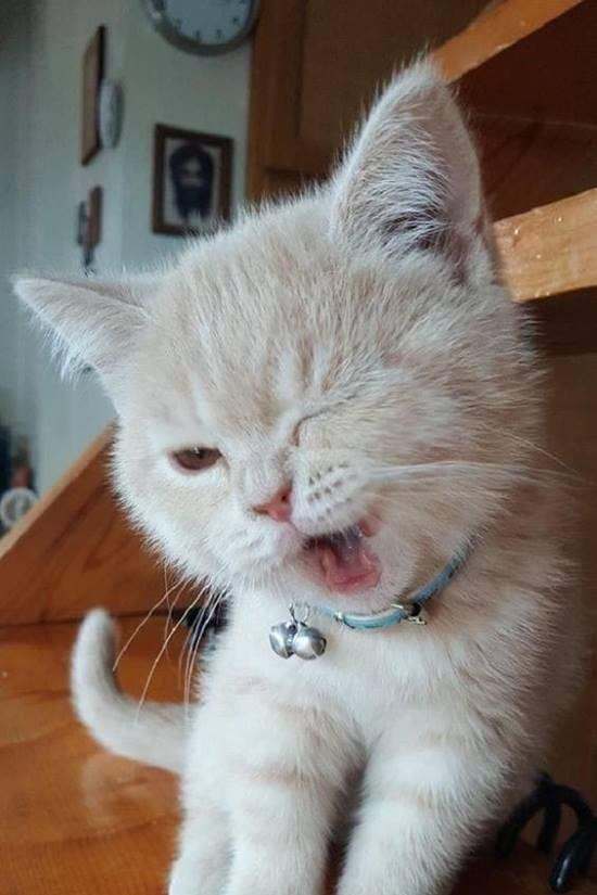 cat wink Blank Meme Template