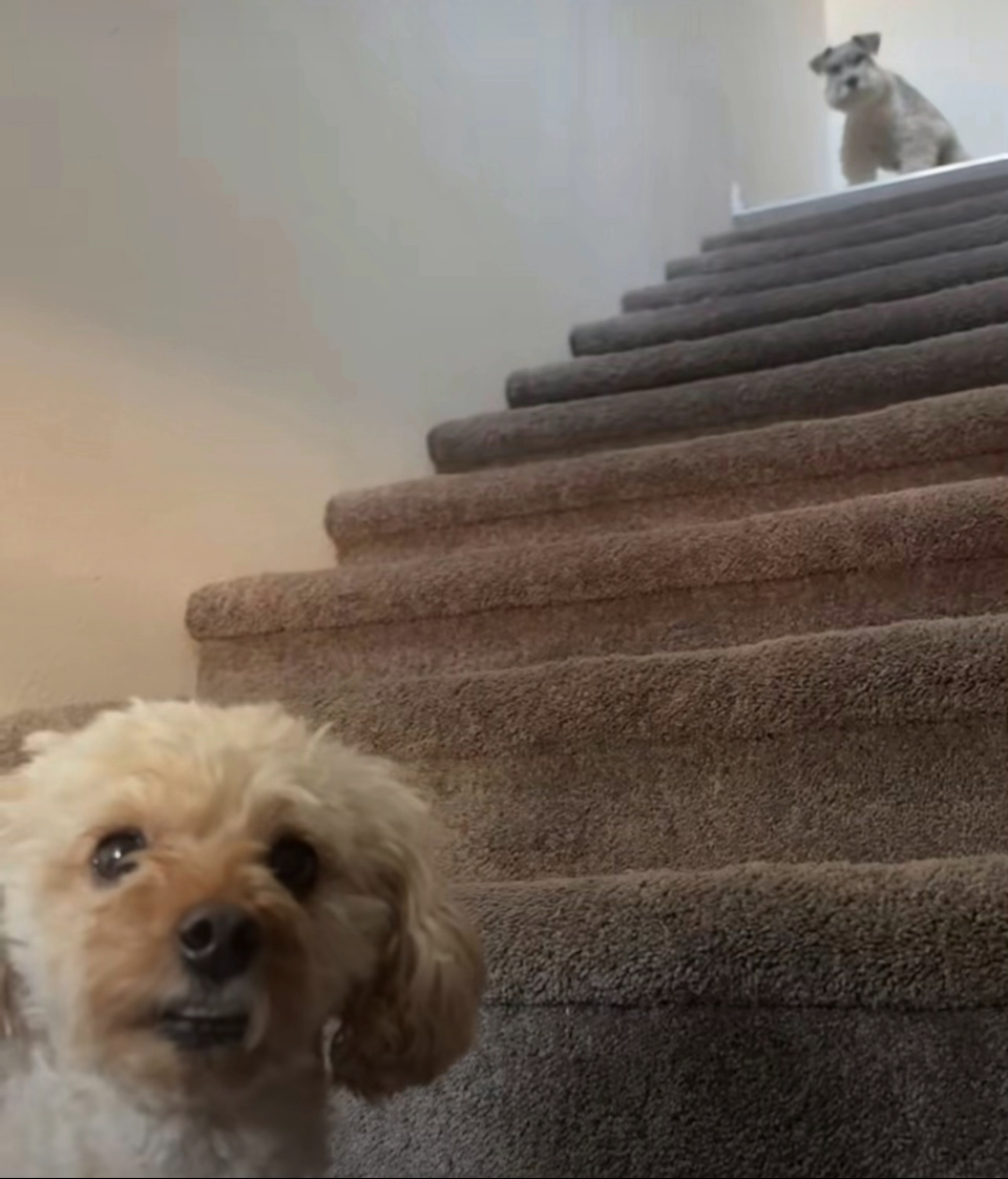 Dog surprise Blank Meme Template