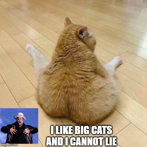 BIG Cats | I like big cats and I cannot lie | image tagged in cats | made w/ Imgflip meme maker
