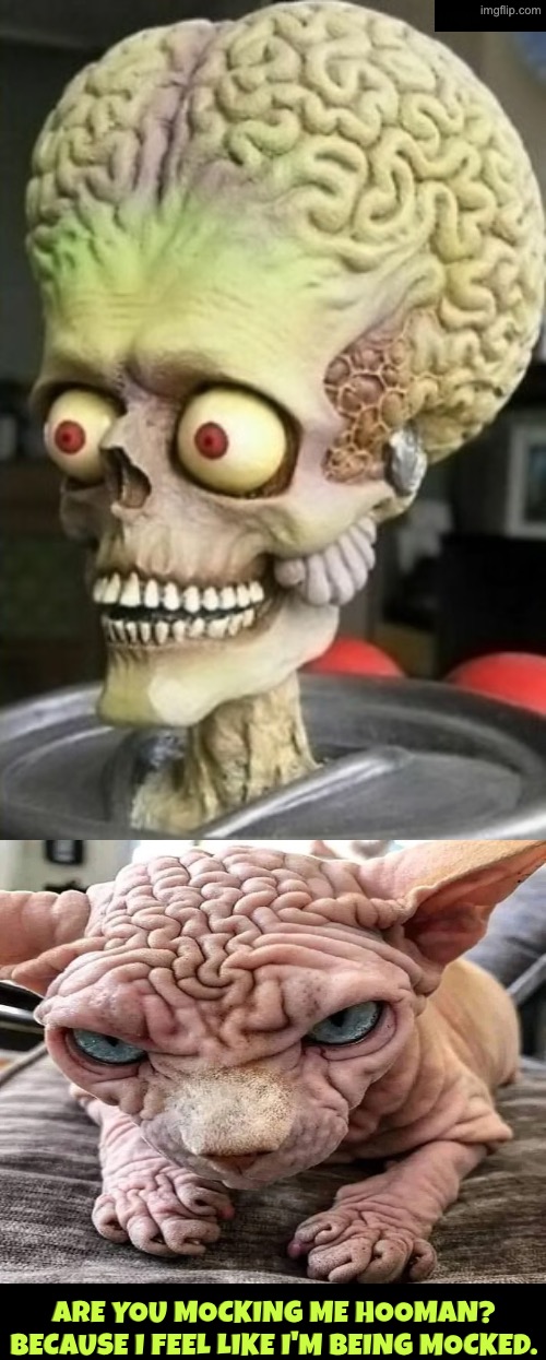 Mocking The Cat | Are you mocking me hooman? Because I feel like I'm being mocked. | image tagged in cats,mocking,funny cats,ugly,brains,kill you cat | made w/ Imgflip meme maker