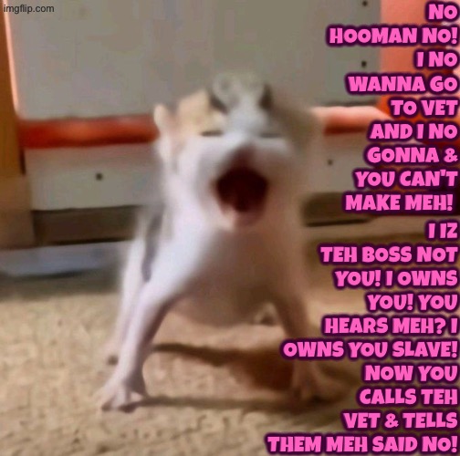 I No Wanna Go To Vet | No hooman no! I no wanna go to vet and I no gonna & you can't make meh! I iz teh boss not you! I owns you! You hears meh? I owns you slave! Now you calls teh vet & tells them meh said no! | image tagged in cats,funny cats,kittens,cute kitten,tantrum,kill you cat | made w/ Imgflip meme maker