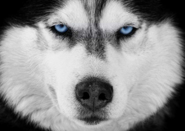 alpha husky Blank Meme Template