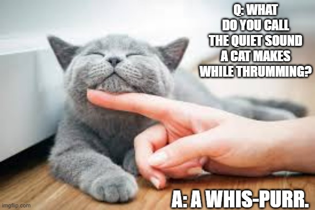What is the soft sound that cats make when happy? | Q: What do you call the quiet sound a cat makes while thrumming? A: a whis-purr. | image tagged in cat,kittens,funny,humor,play on words,sound | made w/ Imgflip meme maker