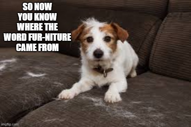Here's where the word fur-niture came from.    --  funny  -- | So now you know where the word fur-niture came from | image tagged in fun,funny,play on words,dogs,cats,furniture | made w/ Imgflip meme maker