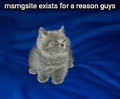 this cat is wrong for laughing | msmgsite exists for a reason guys | image tagged in this cat is wrong for laughing | made w/ Imgflip meme maker