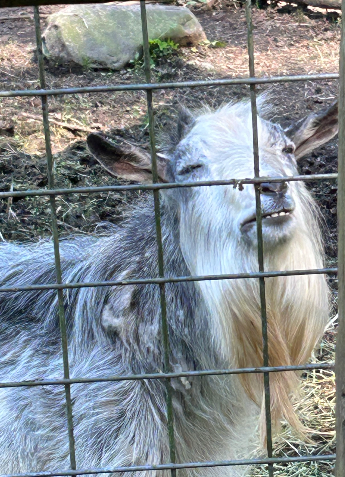 Goat High AF Blank Meme Template