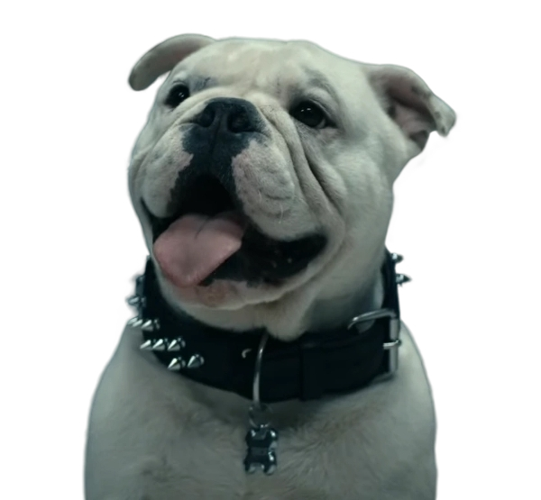 Terror The Bulldog Blank Meme Template