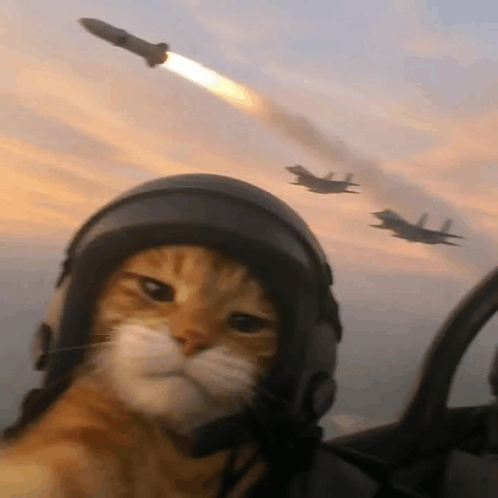 cat in fighter jet Blank Meme Template