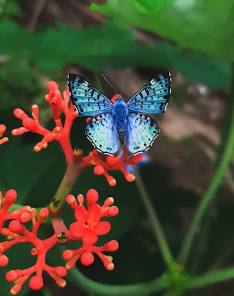 The most beautiful butterfly Blank Meme Template