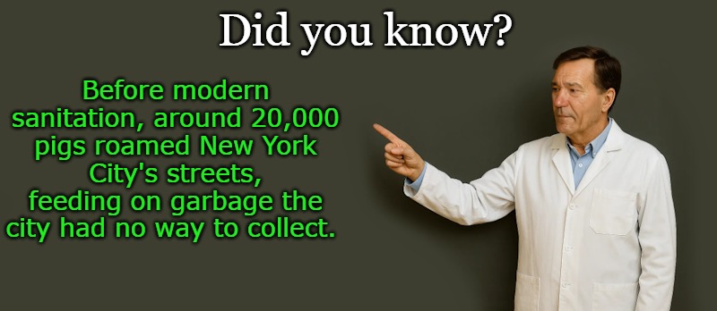lew | Did you know? Before modern sanitation, around 20,000 pigs roamed New York City's streets, feeding on garbage the city had no way to collect. | image tagged in lew | made w/ Imgflip meme maker