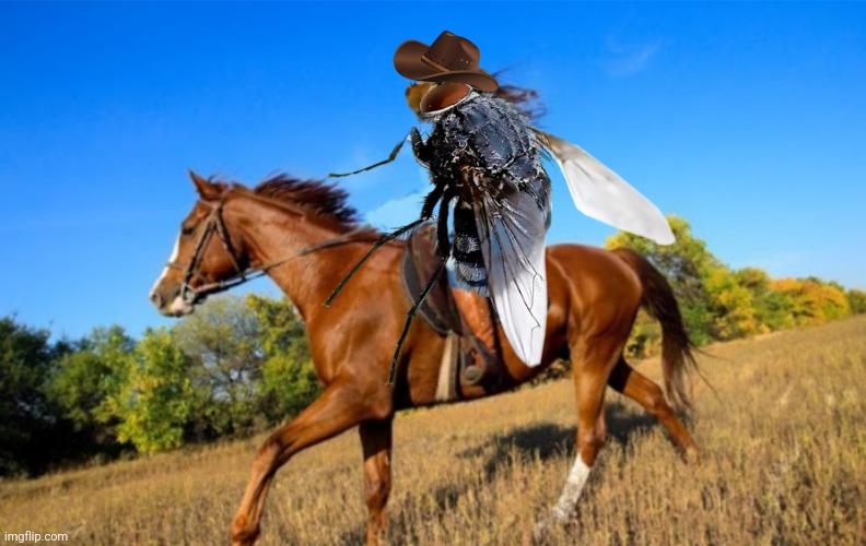 Pretty fly for a horse fly | image tagged in horse,fly,stupid memes,eyeroll | made w/ Imgflip meme maker