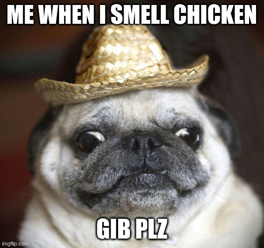 pug life | me when I smell chicken; gib plz | image tagged in pug life | made w/ Imgflip meme maker