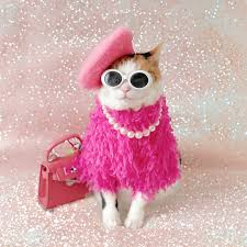 fabulous cat in a dress Blank Meme Template
