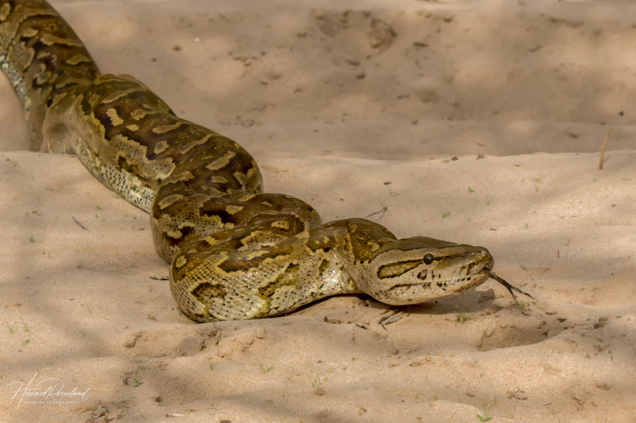 High Quality Southern African Python (Python natalensis) Blank Meme Template
