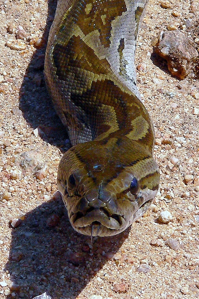 High Quality Staring African Rock Python Blank Meme Template