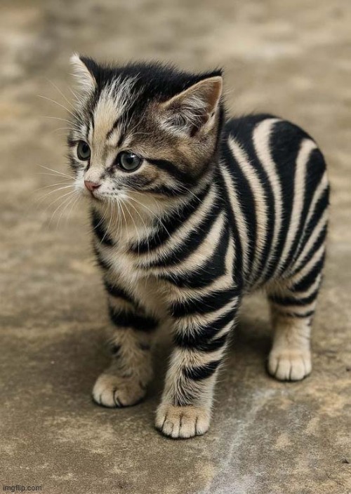 What Would You Name Him ? | image tagged in cats,kitten,stripes,name | made w/ Imgflip meme maker