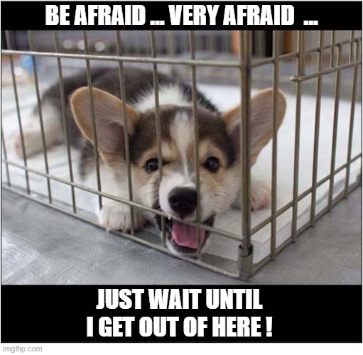 He Doesn't Look Happy | Be Afraid ... Very Afraid  ... Just Wait Until I Get Out Of Here ! | image tagged in dogs,puppy,corgi,caged,be afraid | made w/ Imgflip meme maker