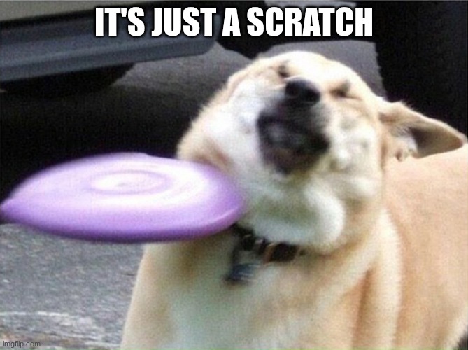 Dog hit by frisbee | It's just a scratch | image tagged in dog hit by frisbee | made w/ Imgflip meme maker