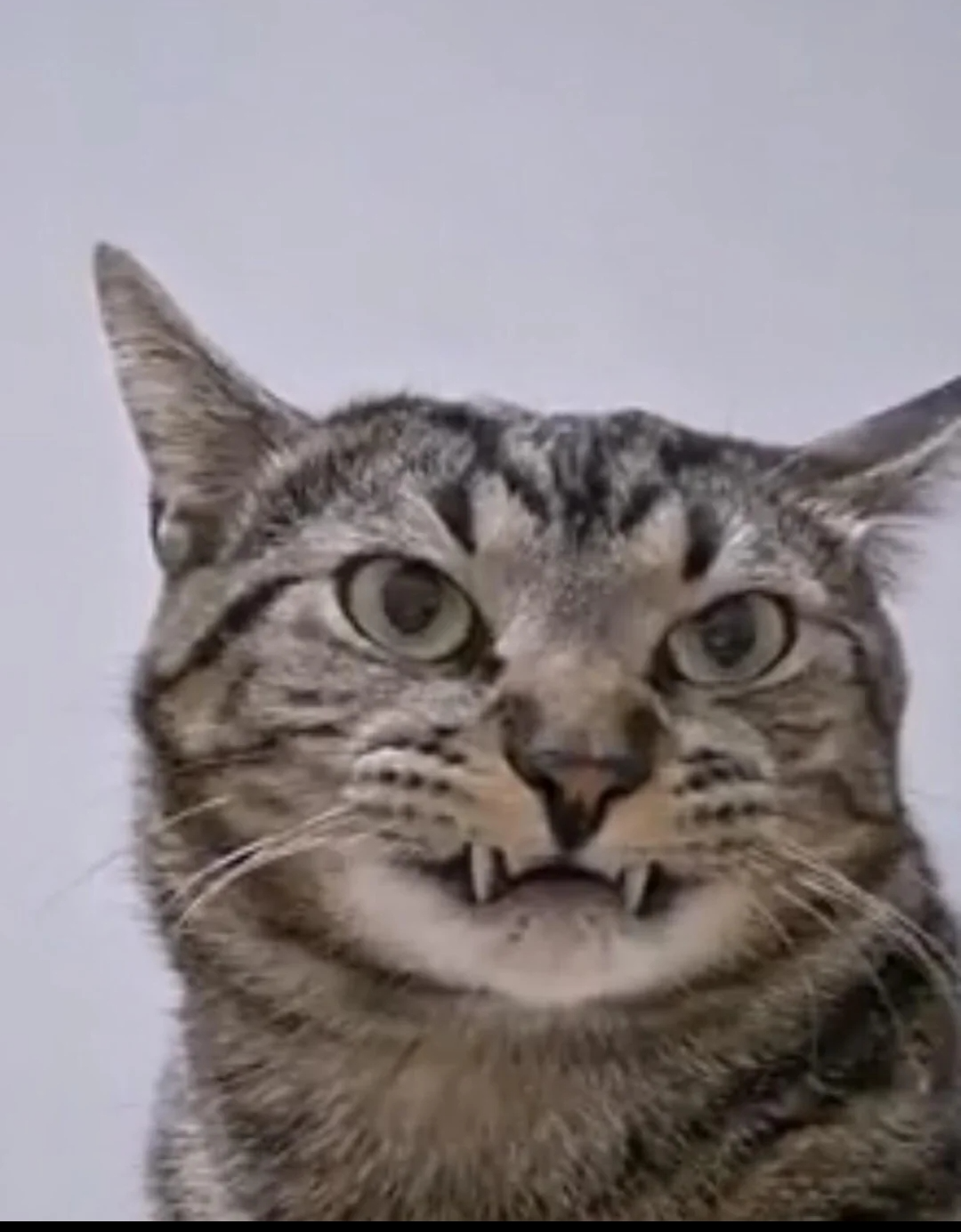 Unhappy cat Blank Meme Template