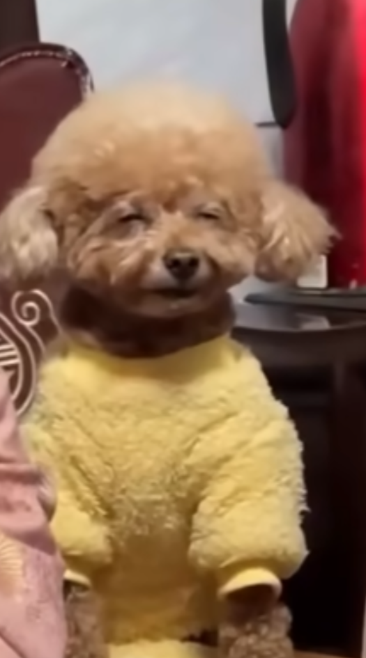 I'm 2 high dawg Blank Meme Template