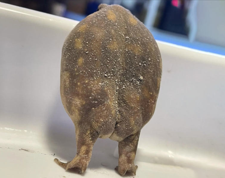 Frog booty Blank Meme Template