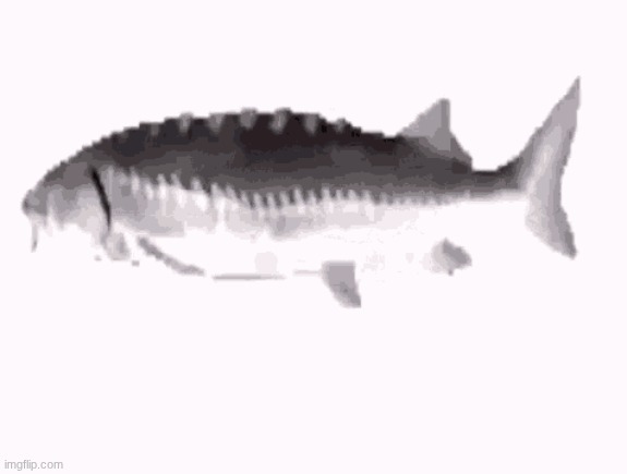 Funkytown fish | image tagged in funkytown fish | made w/ Imgflip meme maker
