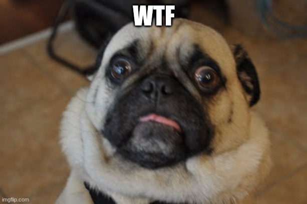 Pug worried | wtf | image tagged in pug worried | made w/ Imgflip meme maker