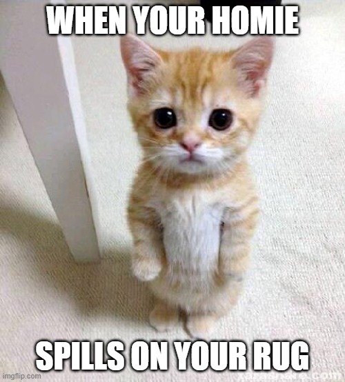 BROOOO | when your homie; spills on your rug | image tagged in memes,cute cat | made w/ Imgflip meme maker