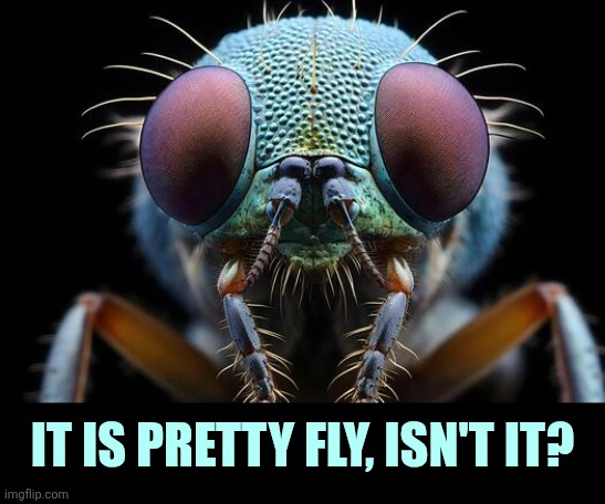 It is pretty fly, isn't it? | made w/ Imgflip meme maker