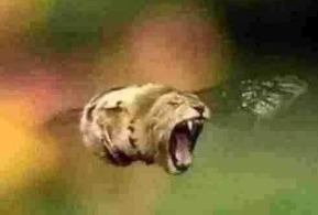 lion bee | image tagged in lion bee | made w/ Imgflip meme maker