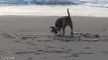 aqlyf9.gif